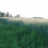 taimekasvatus (1)